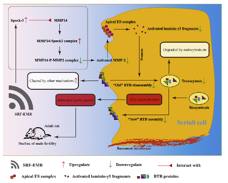 The mechanism for male infertility
