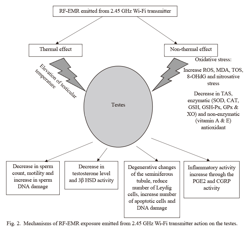 Mechanism of EMF and male fertility